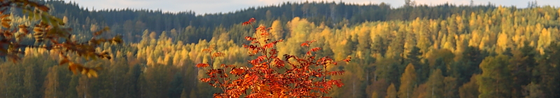 Red tree