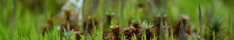 Moss